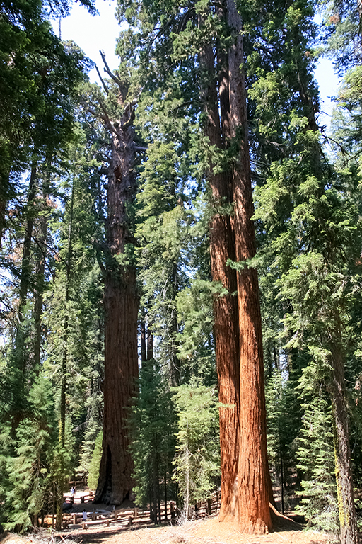 07-02 - 02.JPG - Sequoia National Park, CA